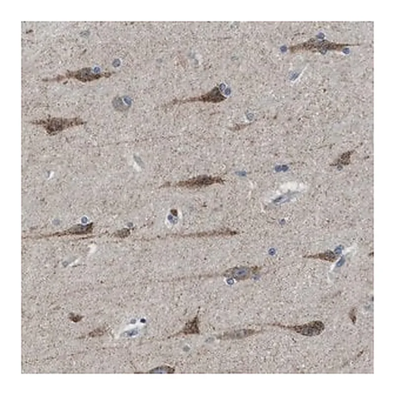 Merck Anti-PAFAH2 antibody produced in rabbit