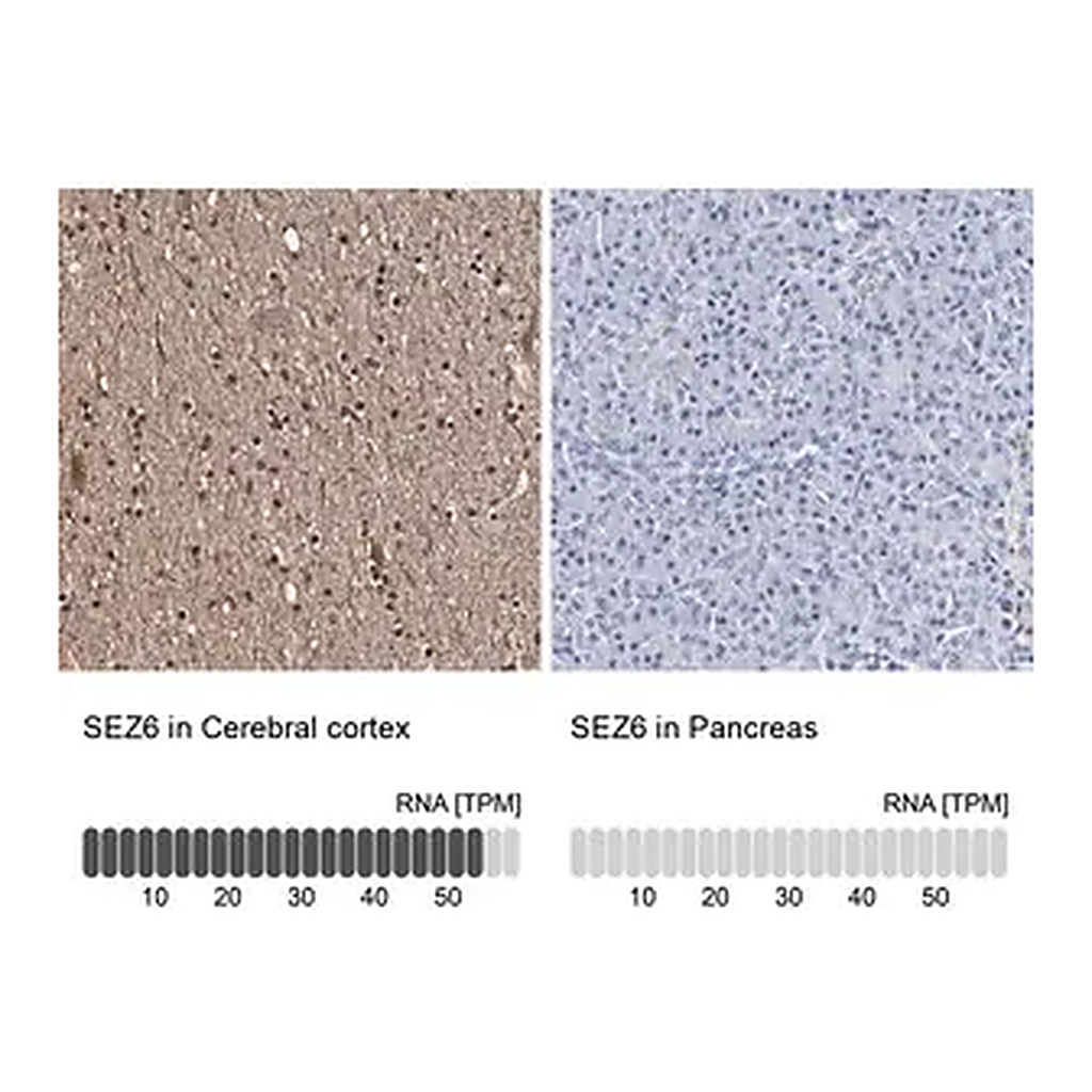 Merck Anti-SEZ6 antibody produced in rabbit