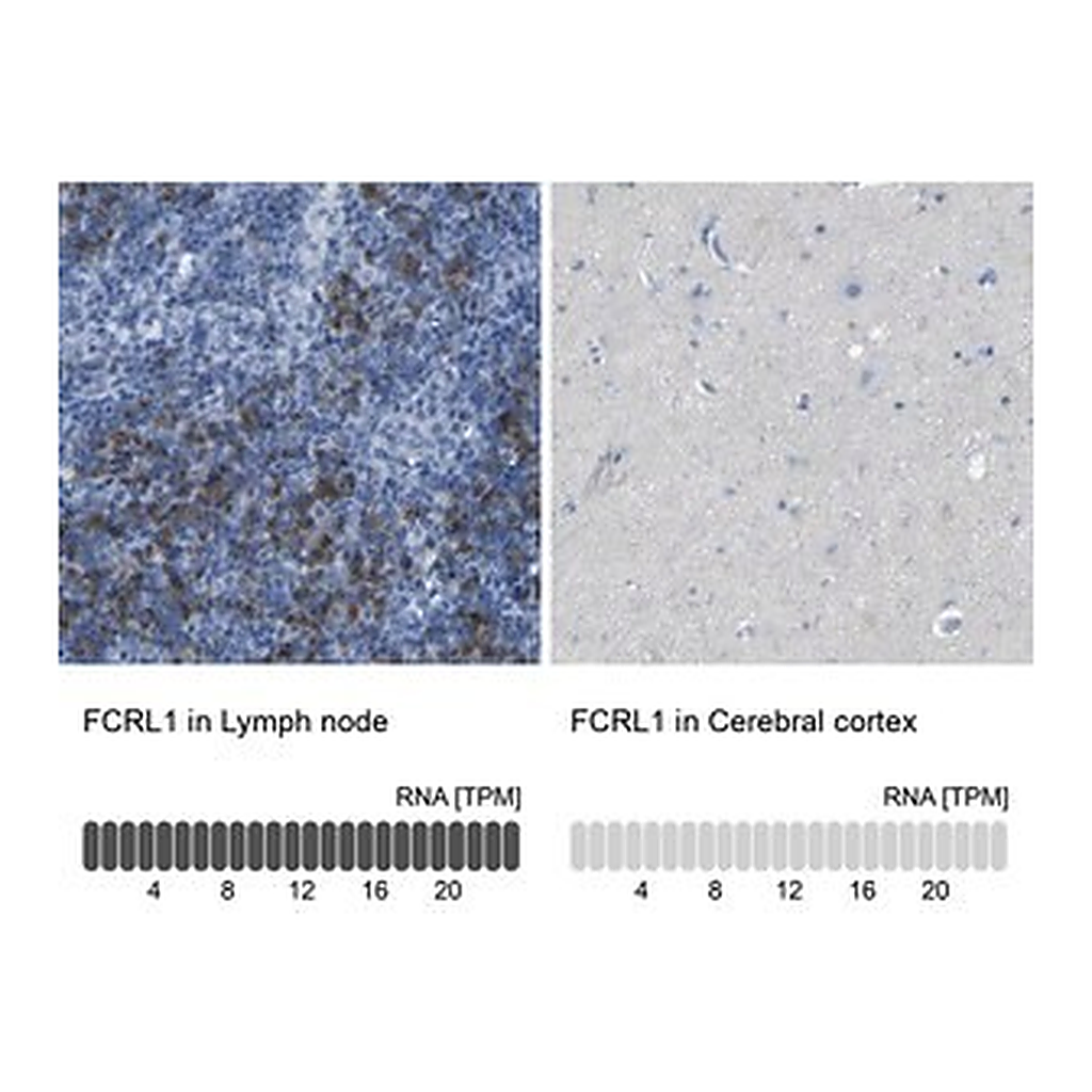 Merck Anti-FCRL1 antibody produced in rabbit