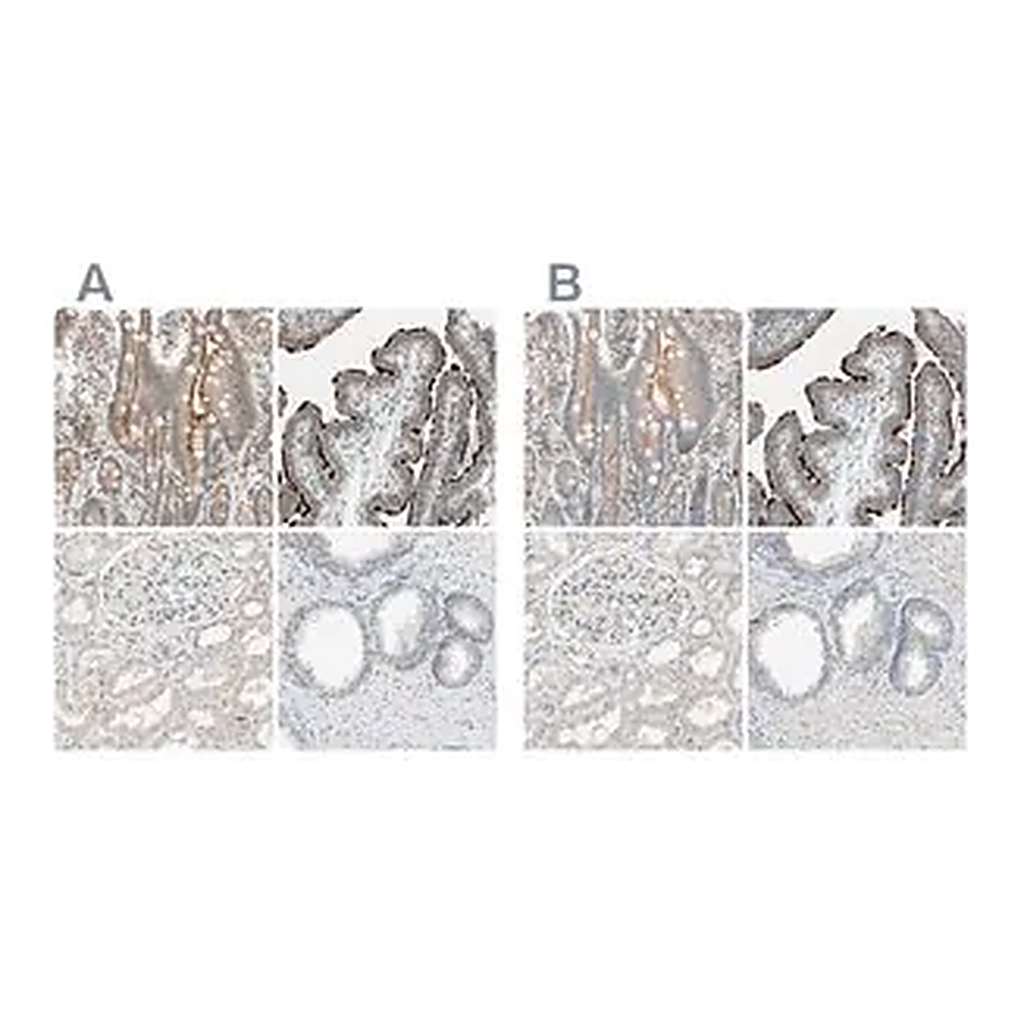 Merck Anti-MS4A8 antibody produced in rabbit