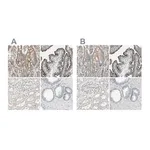 Merck Anti-MS4A8 antibody produced in rabbit