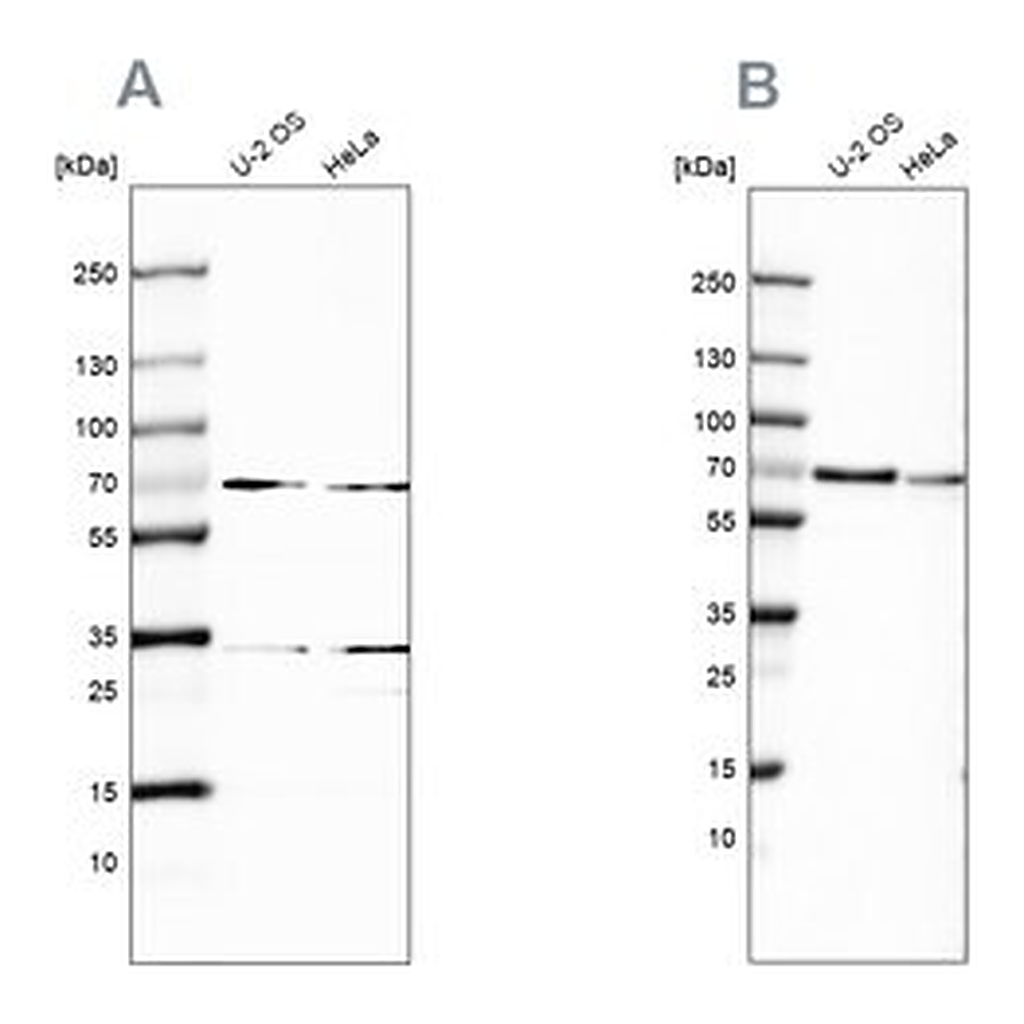Merck Anti-SNW1 antibody produced in rabbit