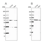Merck Anti-SNW1 antibody produced in rabbit