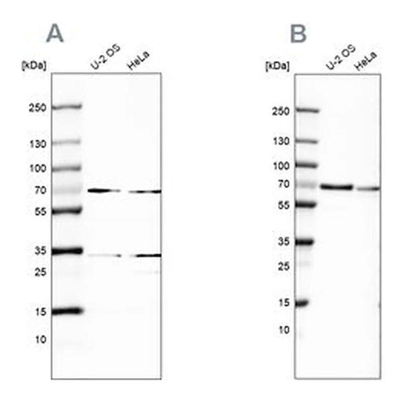 Merck Anti-SNW1 antibody produced in rabbit