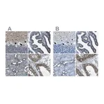 Merck Anti-STIM1 antibody produced in rabbit