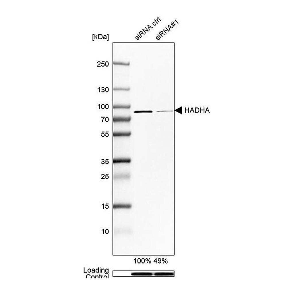 Merck Anti-HADHA antibody produced in rabbit