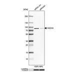 Merck Anti-HADHA antibody produced in rabbit