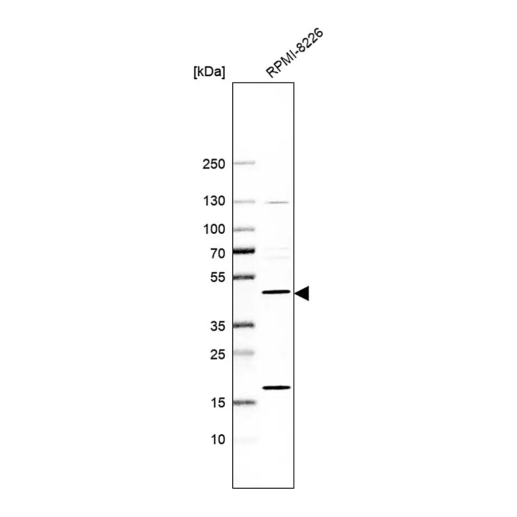 Merck Anti-PREB antibody produced in rabbit