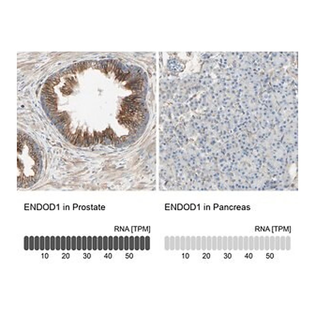 Merck Anti-ENDOD1 antibody produced in rabbit