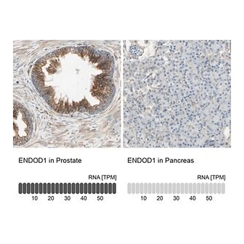Merck Anti-ENDOD1 antibody produced in rabbit