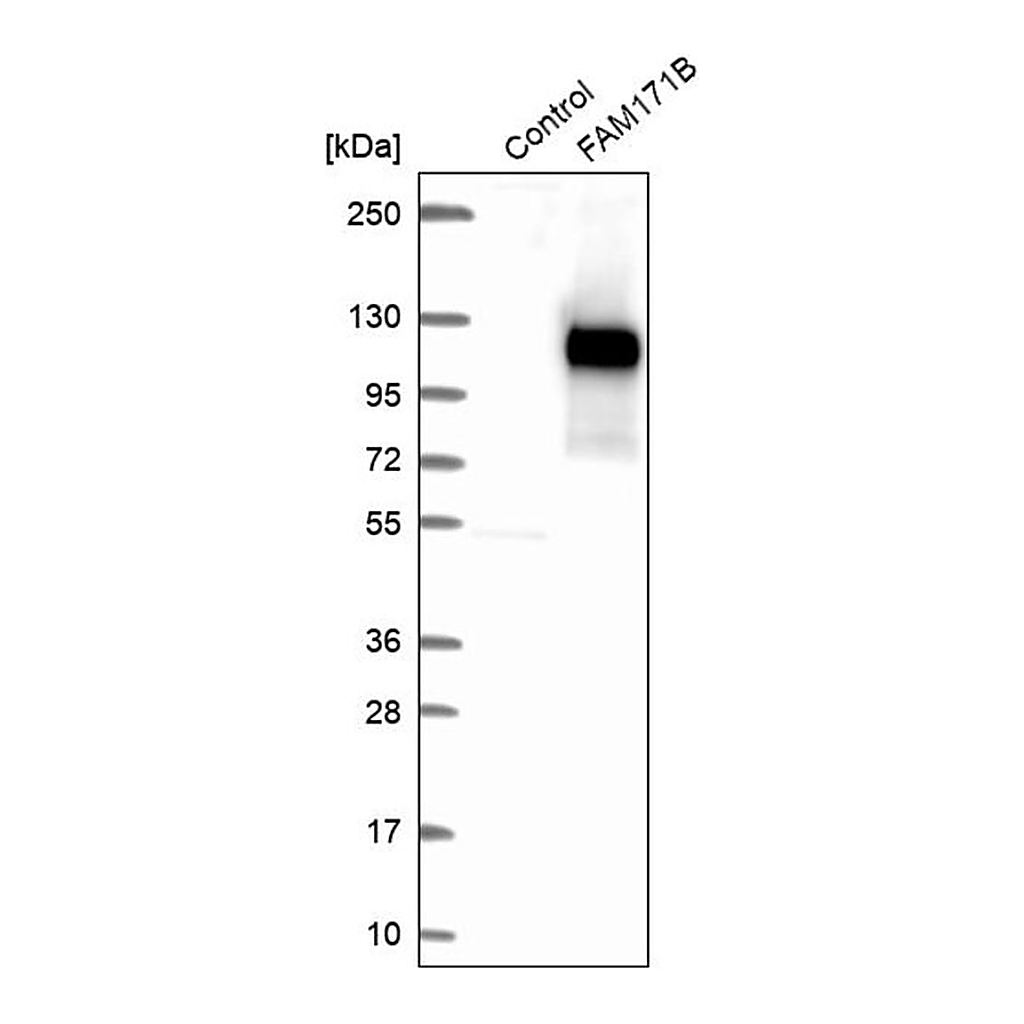 Merck Anti-FAM171B antibody produced in rabbit