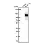 Merck Anti-FAM171B antibody produced in rabbit