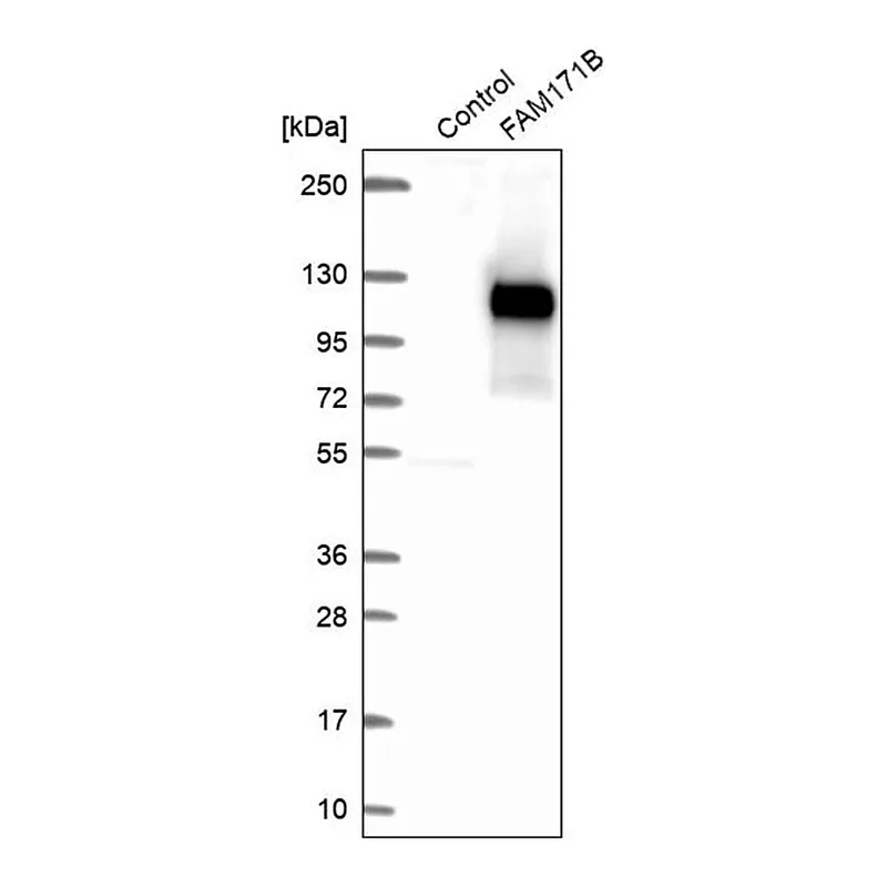 Merck Anti-FAM171B antibody produced in rabbit