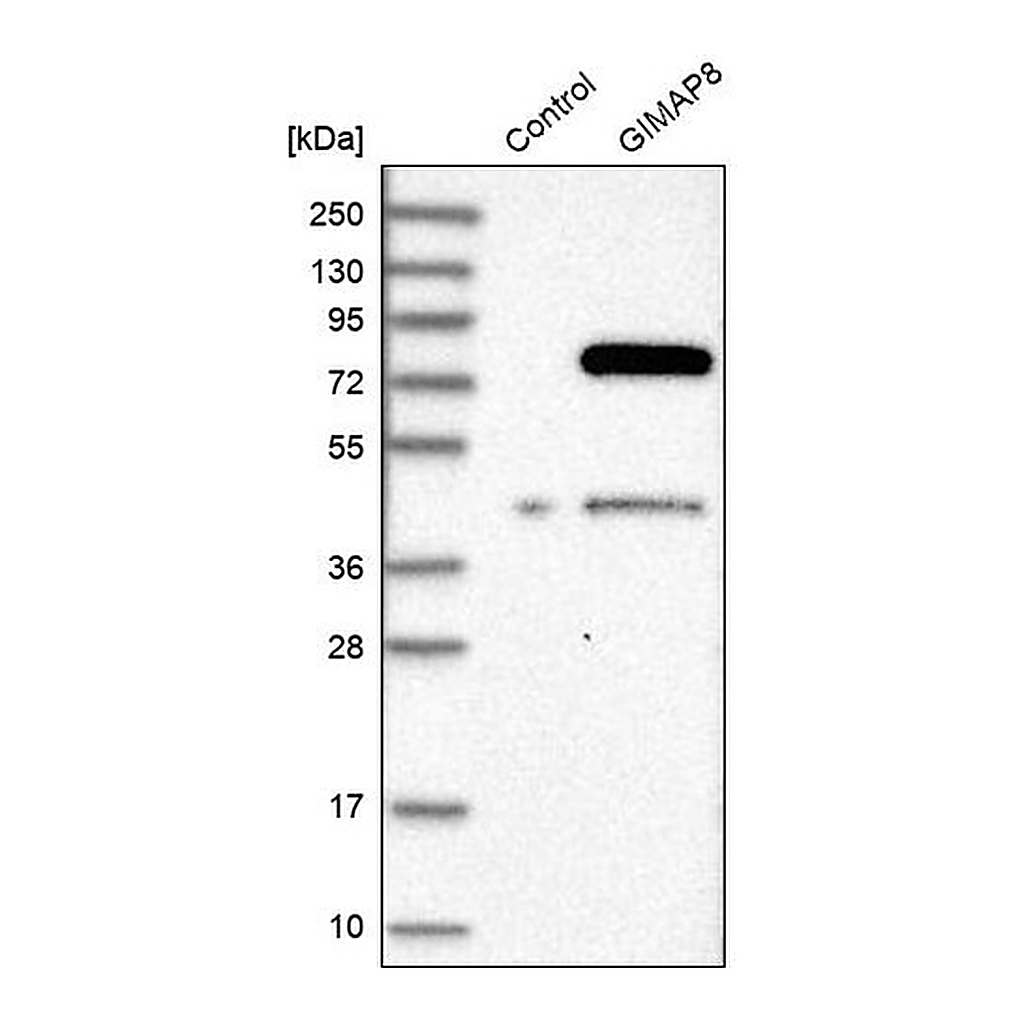 Merck Anti-GIMAP8 antibody produced in rabbit