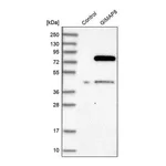 Merck Anti-GIMAP8 antibody produced in rabbit