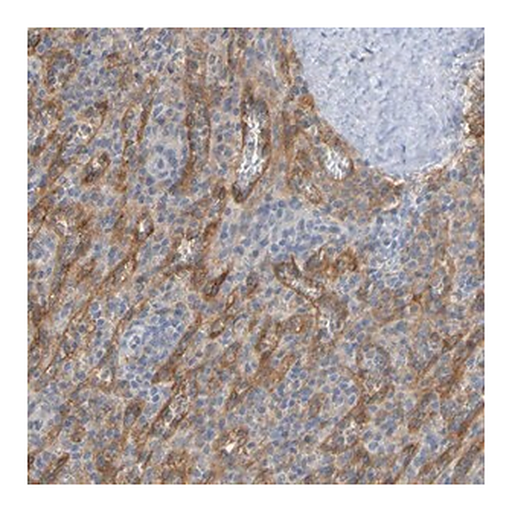 Merck Anti-LILRB5 antibody produced in rabbit