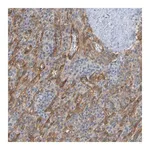 Merck Anti-LILRB5 antibody produced in rabbit