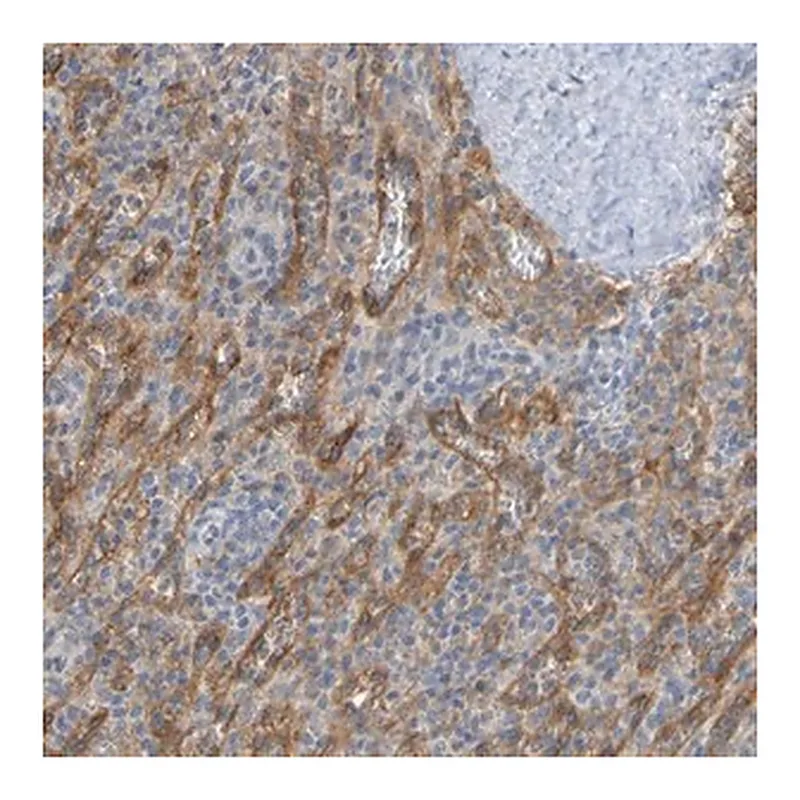 Merck Anti-LILRB5 antibody produced in rabbit