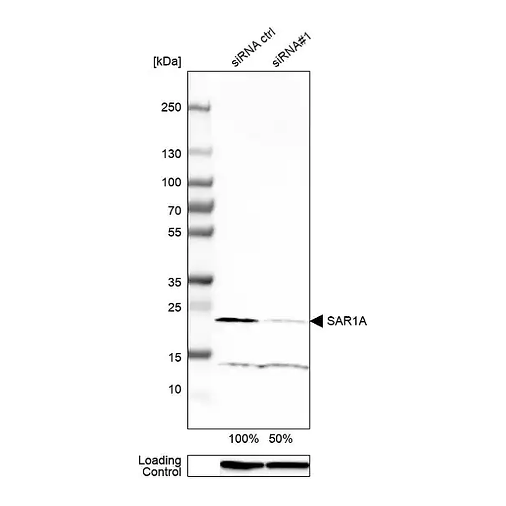 Merck Anti-SAR1A antibody produced in rabbit