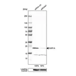 Merck Anti-SAR1A antibody produced in rabbit