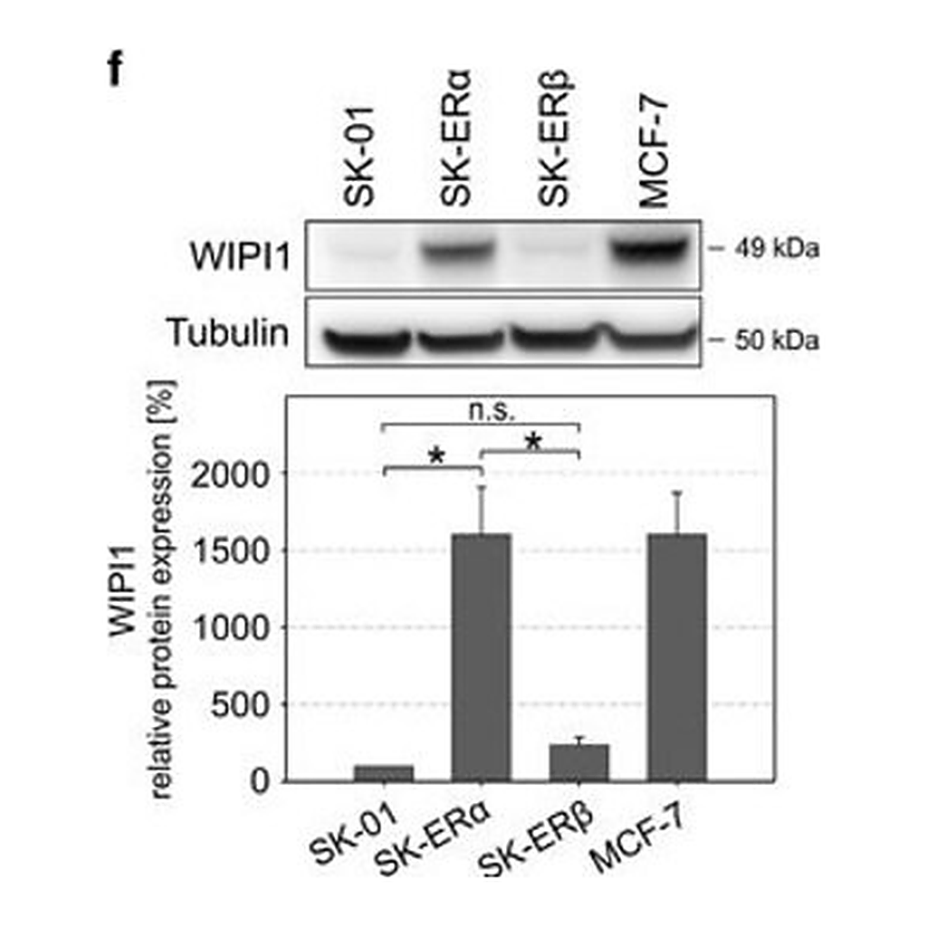 Merck Anti-WIPI1 antibody produced in rabbit