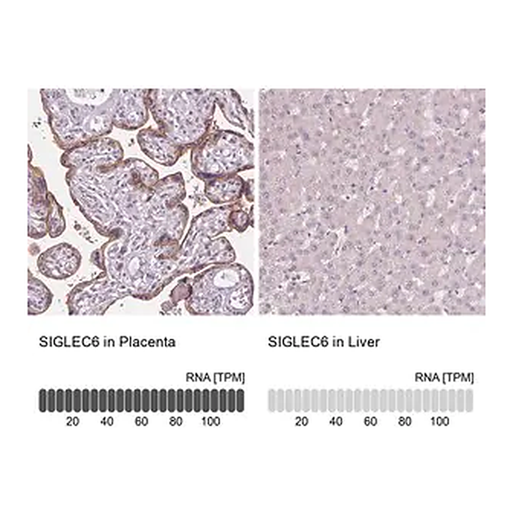 Merck Anti-SIGLEC6 antibody produced in rabbit