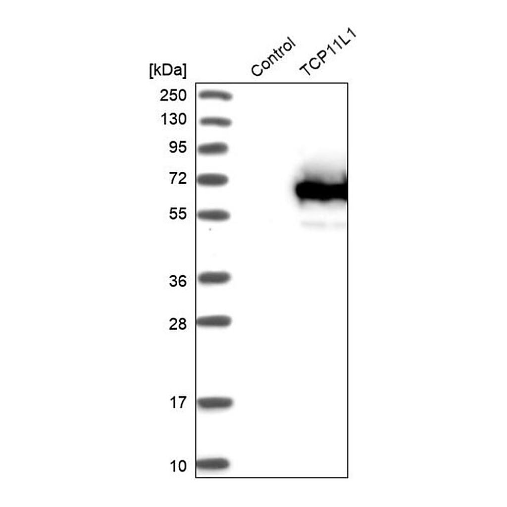 Merck Anti-TCP11L1 antibody produced in rabbit