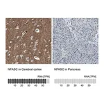 Merck Anti-NFASC antibody produced in rabbit