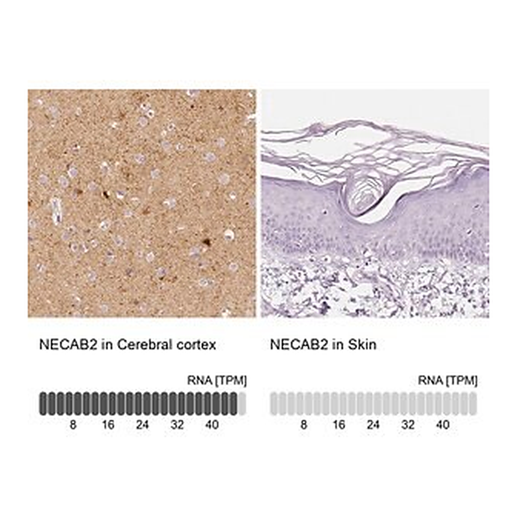 Merck Anti-NECAB2 antibody produced in rabbit