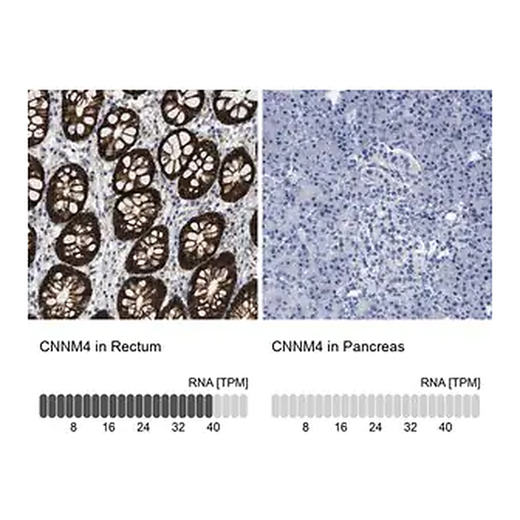 Merck Anti-CNNM4 antibody produced in rabbit