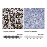 Merck Anti-CNNM4 antibody produced in rabbit