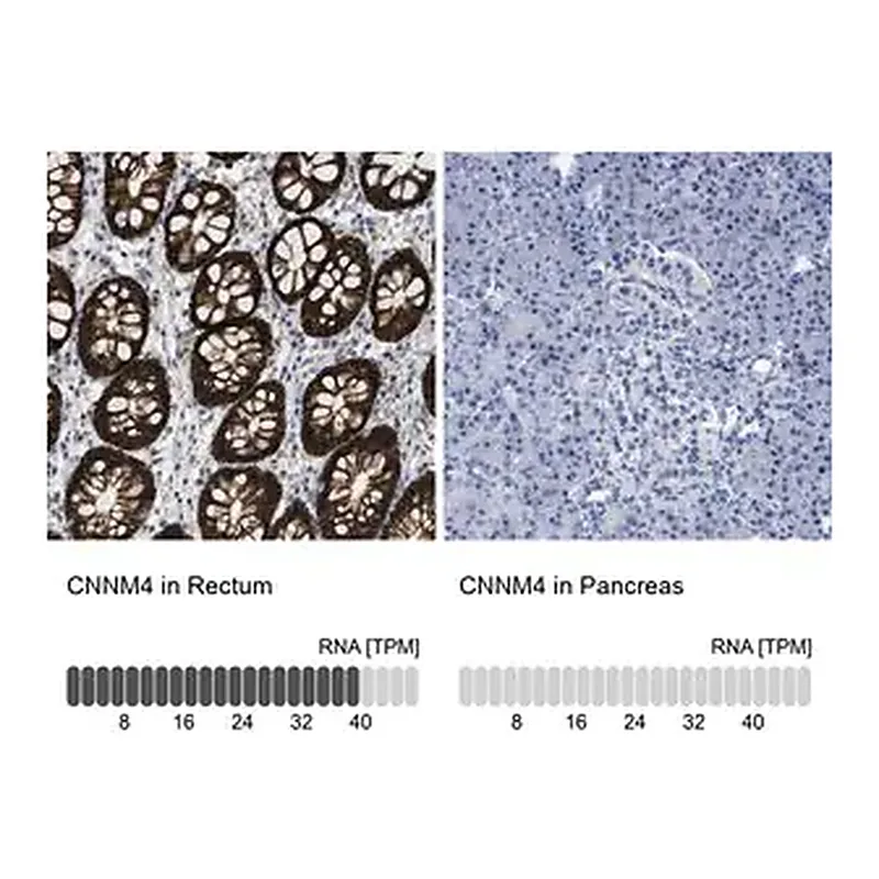 Merck Anti-CNNM4 antibody produced in rabbit