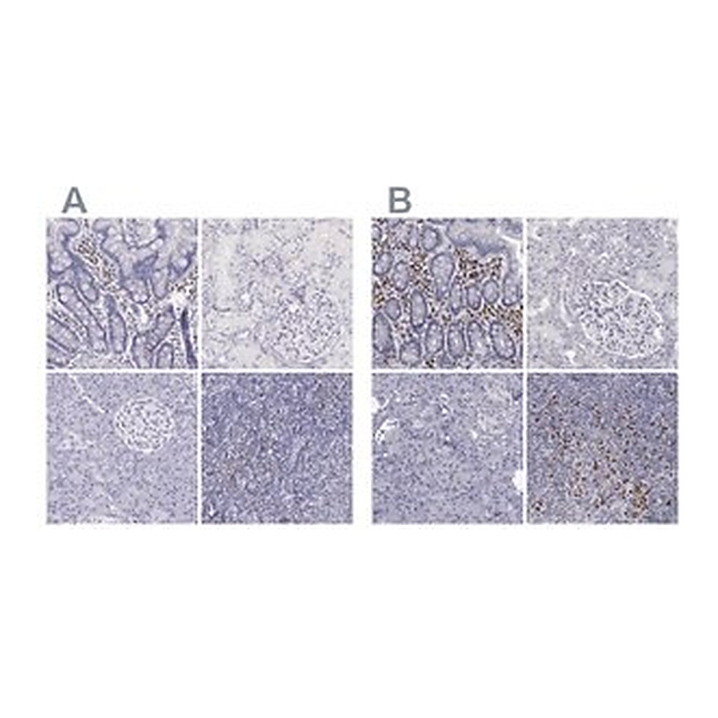 Merck Anti-IRF4 antibody produced in rabbit