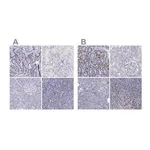 Merck Anti-IRF4 antibody produced in rabbit
