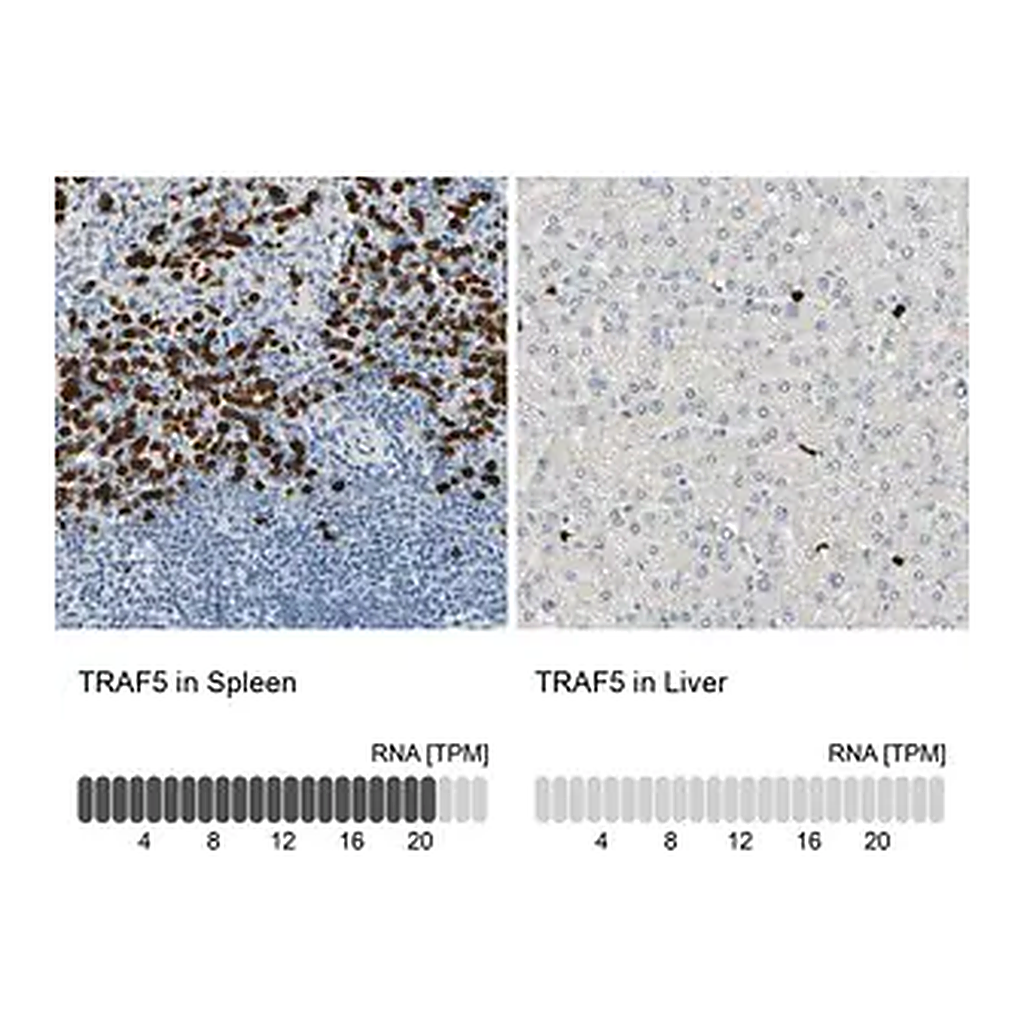Merck Anti-TRAF5 antibody produced in rabbit