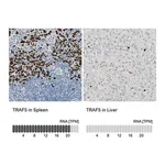 Merck Anti-TRAF5 antibody produced in rabbit