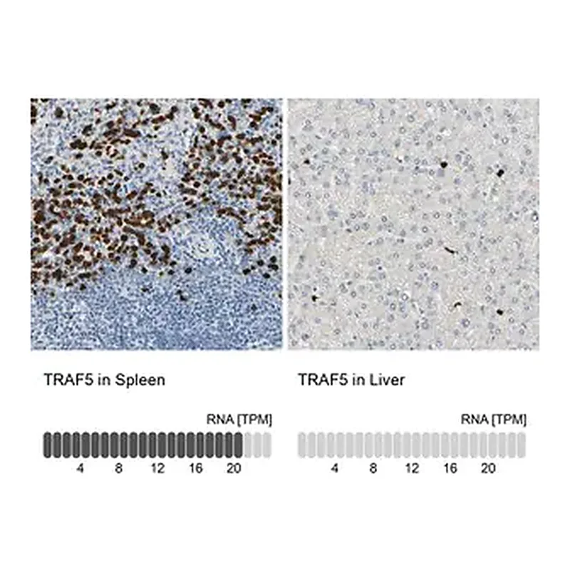 Merck Anti-TRAF5 antibody produced in rabbit
