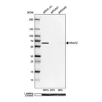 Merck Anti-HDAC2 antibody produced in rabbit