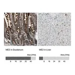 Merck Anti-ME2 antibody produced in rabbit