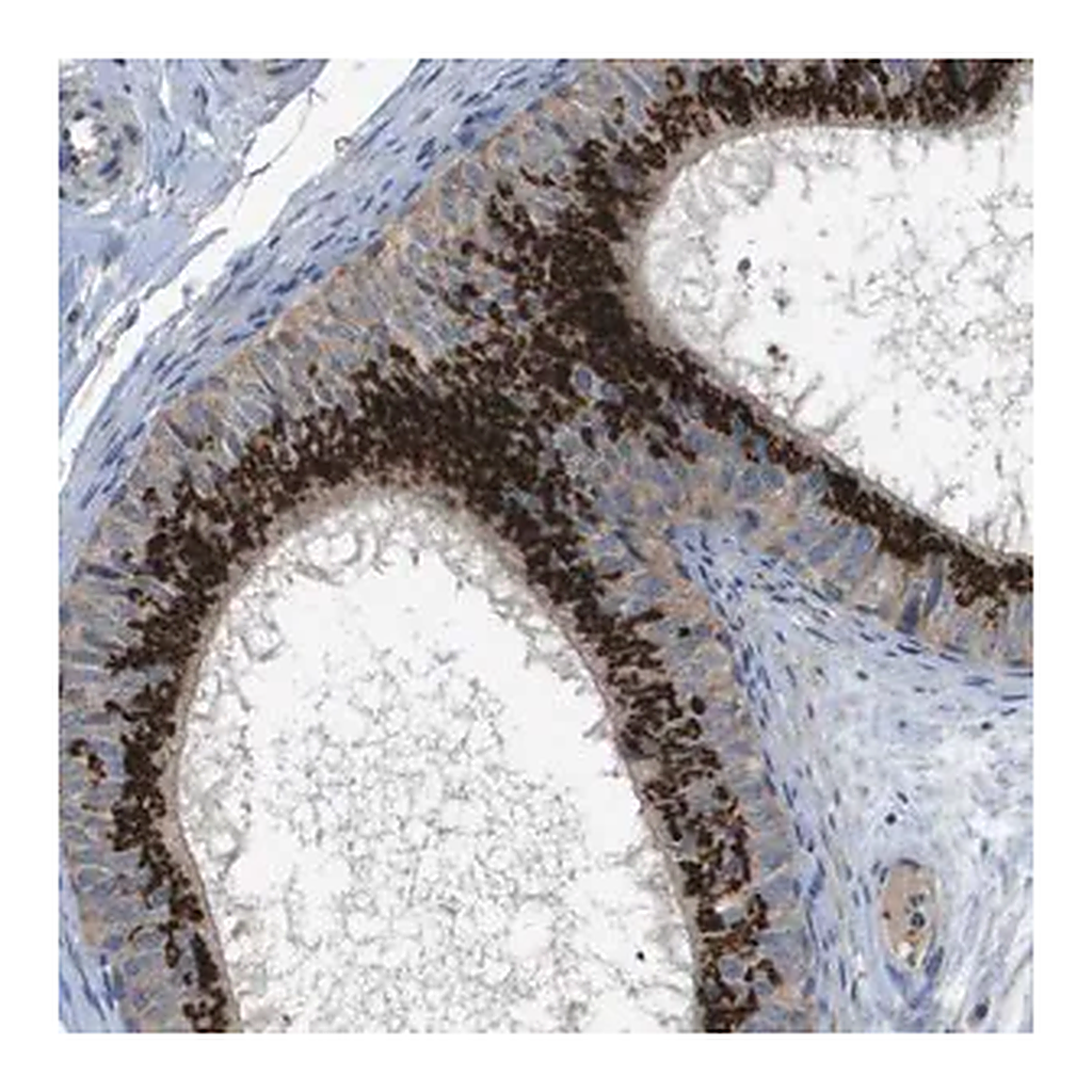 Merck Anti-QSOX2 antibody produced in rabbit