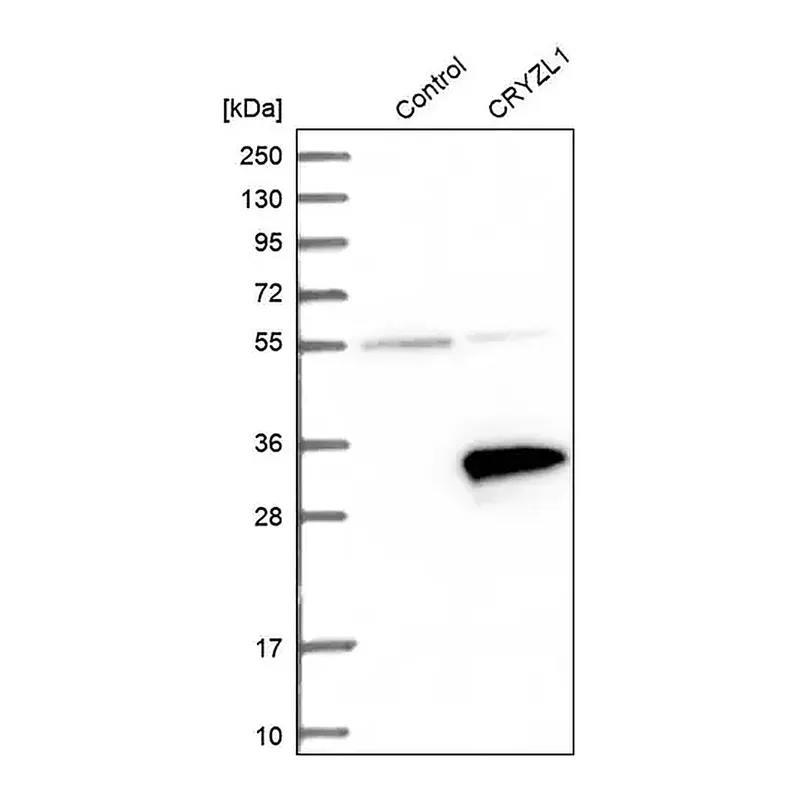 Merck Anti-CRYZL1 antibody produced in rabbit