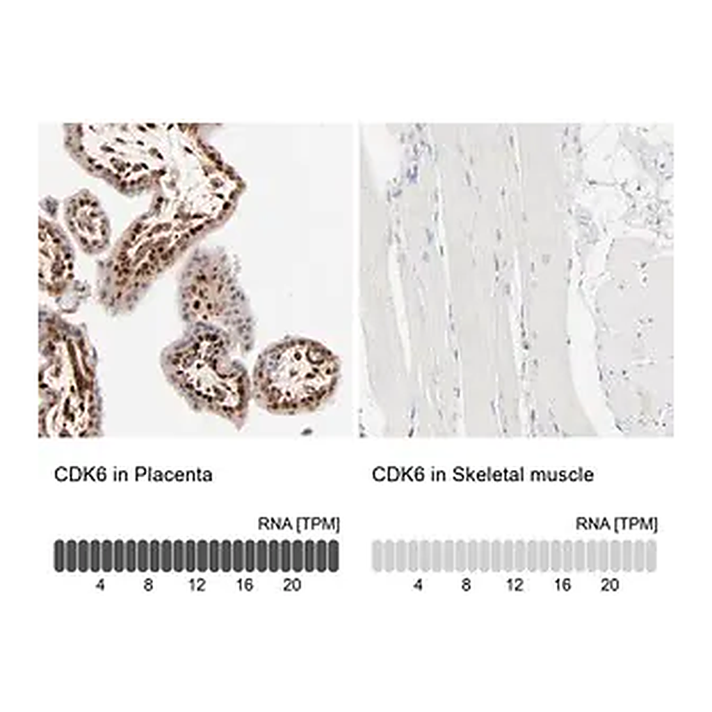 Merck Anti-CDK6 antibody produced in rabbit