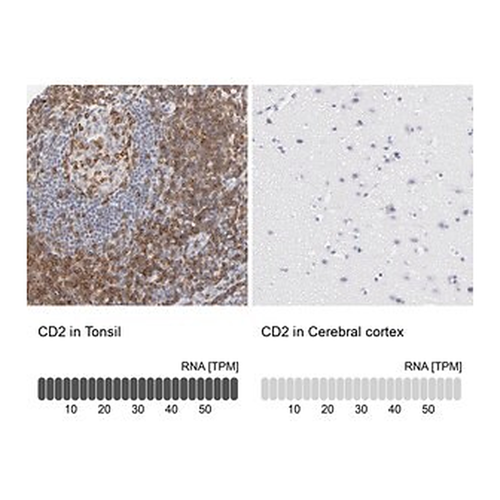 Merck Anti-CD2 antibody produced in rabbit