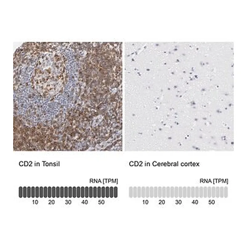 Merck Anti-CD2 antibody produced in rabbit