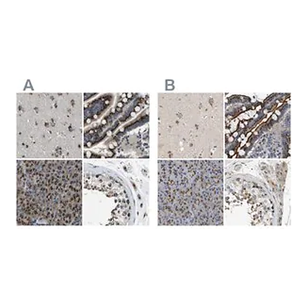 Merck Anti-ZFPL1 antibody produced in rabbit