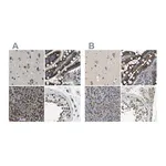 Merck Anti-ZFPL1 antibody produced in rabbit