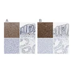 Merck Anti-MAPRE2 antibody produced in rabbit