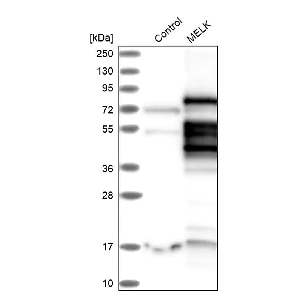 Merck Anti-MELK antibody produced in rabbit