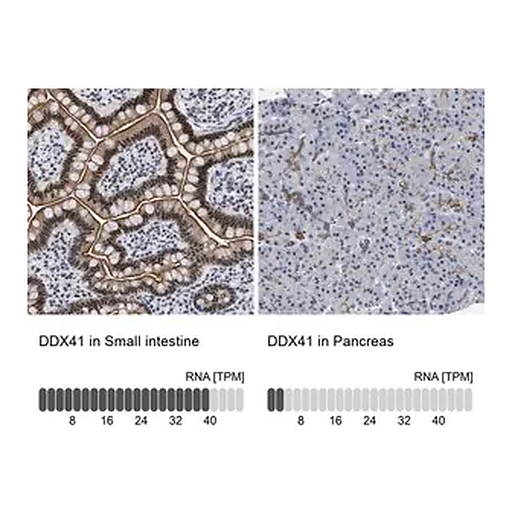 Merck Anti-DDX41 antibody produced in rabbit