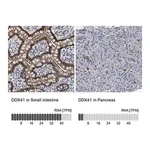Merck Anti-DDX41 antibody produced in rabbit